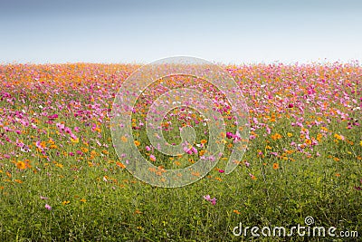 Cosmos flower field Stock Photo