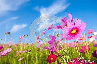 The cosmos flower field Stock Photo