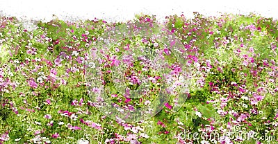 Cosmos flower field watercolor effect image Stock Photo