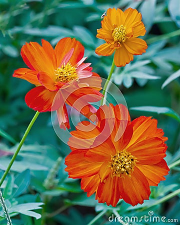 Cosmos flower in a garden. Stock Photo