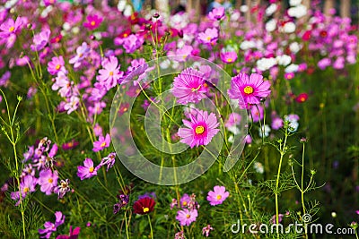 Cosmos flower. Stock Photo