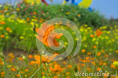 Cosmos flower in the garden Stock Photo