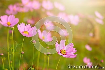 Cosmos flower in the garden and morning sunlight Stock Photo