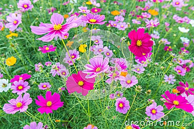 Cosmos flower in the garden Stock Photo