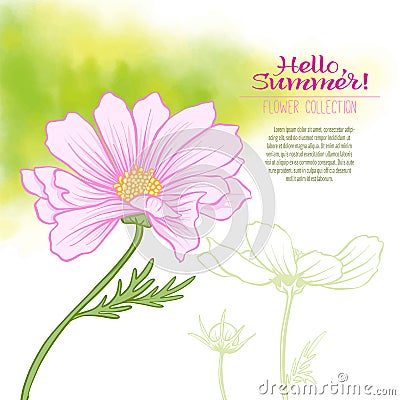 A cosmos flower on a green watercolor background. Vector Illustration