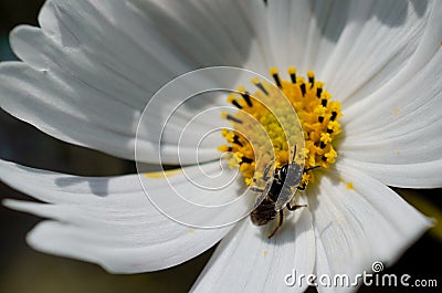 Cosmos flower with insect Stock Photo