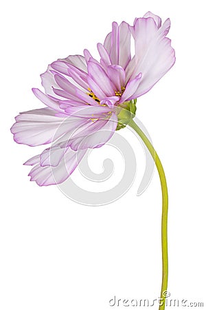 Cosmos flower isolated Stock Photo