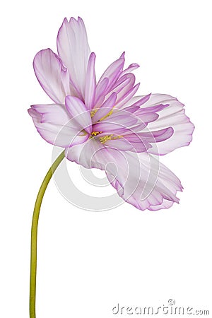 Cosmos flower isolated Stock Photo