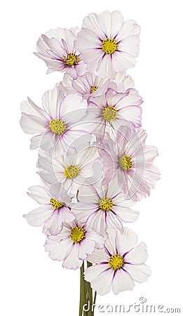 Cosmos flower isolated Stock Photo