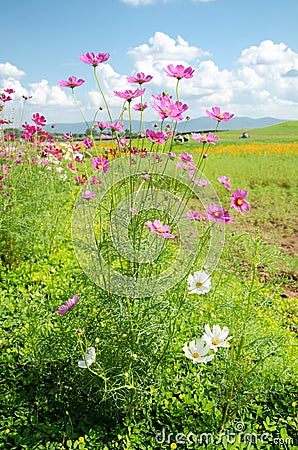 Cosmos flower in nature garden Stock Photo