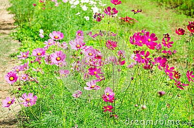 Cosmos flower in nature garden Stock Photo