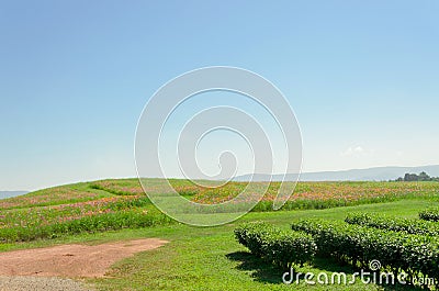 Cosmos flower in outdoor garden,flower view Stock Photo