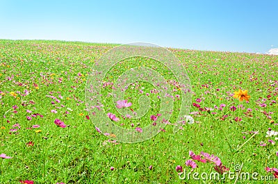 Cosmos flower in outdoor garden Stock Photo