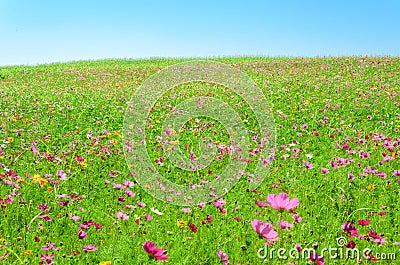 Cosmos flower in outdoor garden Stock Photo