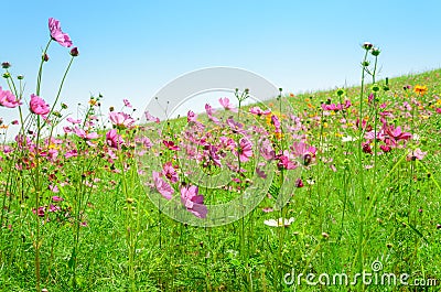 Cosmos flower in outdoor garden Stock Photo