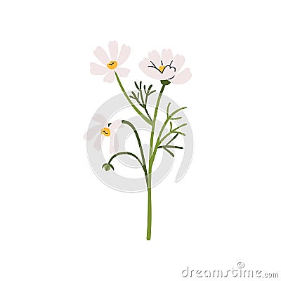Cosmos flower. Spring floral plant, field bloom. Gentle fragile wildflower. Beautiful delicate blossomed summer branch Vector Illustration