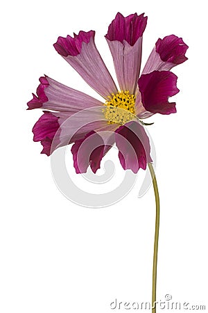 Cosmos flower Stock Photo