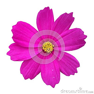 Cosmos flower Stock Photo