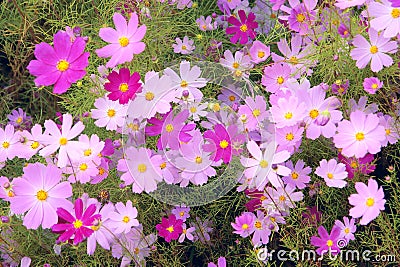 Cosmos flowers Stock Photo