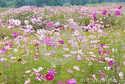 Cosmos flowers Stock Photo