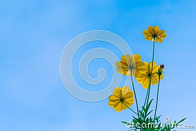 Yellow flower, Cosmos flowers against the bright blue sky Stock Photo