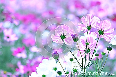 Cosmos flowers, garden, season, beauty in Nature Stock Photo