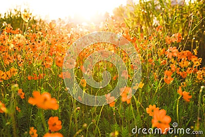 Cosmos flowers Stock Photo