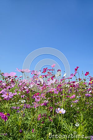 Cosmos flowers with the blue sky Stock Photo