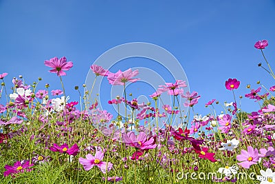 Cosmos flowers with the blue sky Stock Photo