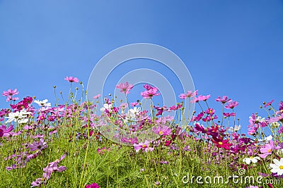 Cosmos flowers with the blue sky Stock Photo