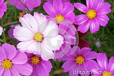 Cosmos flowers Stock Photo