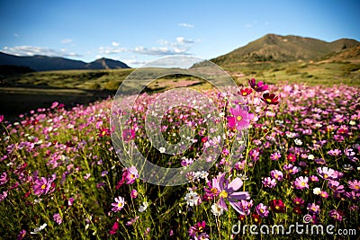 Cosmos flowers colours Stock Photo