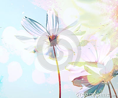 Cosmos flowers in the drops rain under glass with spring and blue sky soft blur background. Stock Photo