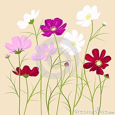 cosmos flowers, vector Vector Illustration