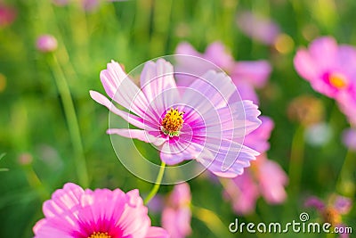 Cosmos flowers Stock Photo