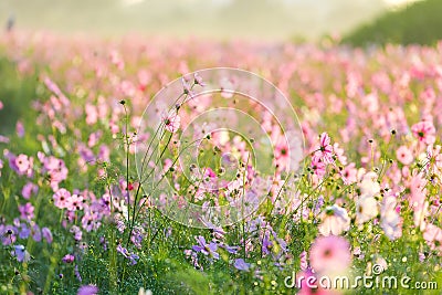 Cosmos flowers Stock Photo