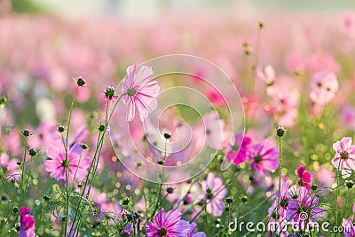 Cosmos flowers Stock Photo