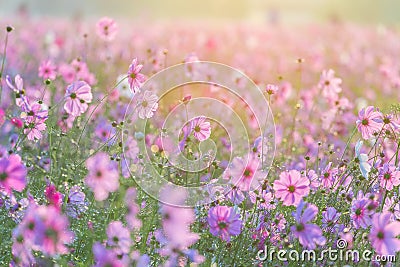 Cosmos flowers Stock Photo