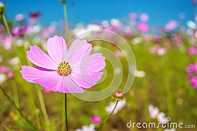 Cosmos flowers in the garden on blue sky background Stock Photo