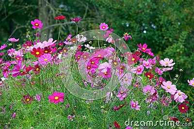 Cosmos flowers garden Stock Photo