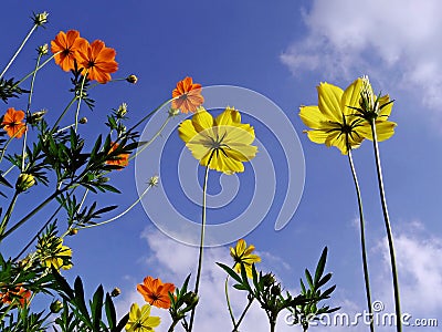 Cosmos flowers rising to the sunshine Stock Photo