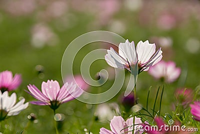 Cosmos flowers Stock Photo