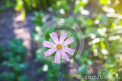 Cosmos flowers outdoors. Colourful plants in the garden Stock Photo