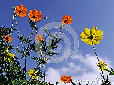 Cosmos flowers rising to the sunshine Stock Photo