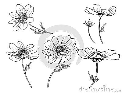 Cosmos flowers. Set of outline flowers. Vector Illustration