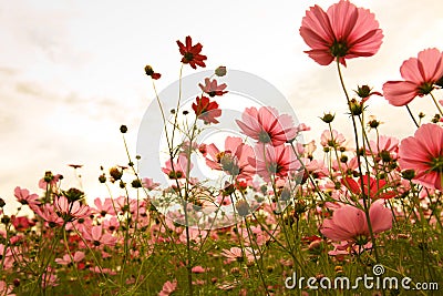 Cosmos flowers in sunset Stock Photo