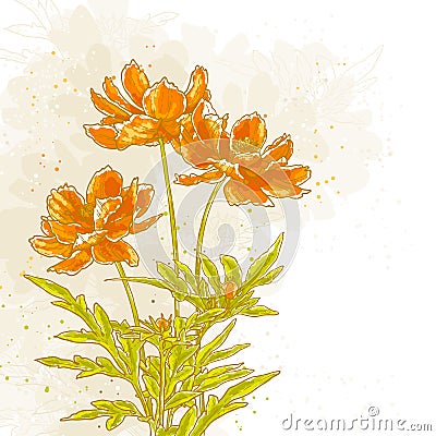 Cosmos flowers on textured background Vector Illustration