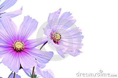 Cosmos is a genus, with the same common name of cosmos. Stock Photo