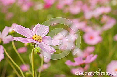 Cosmos, Mexican aster flowers Stock Photo