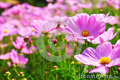 Cosmos, Mexican aster, purple flower Stock Photo